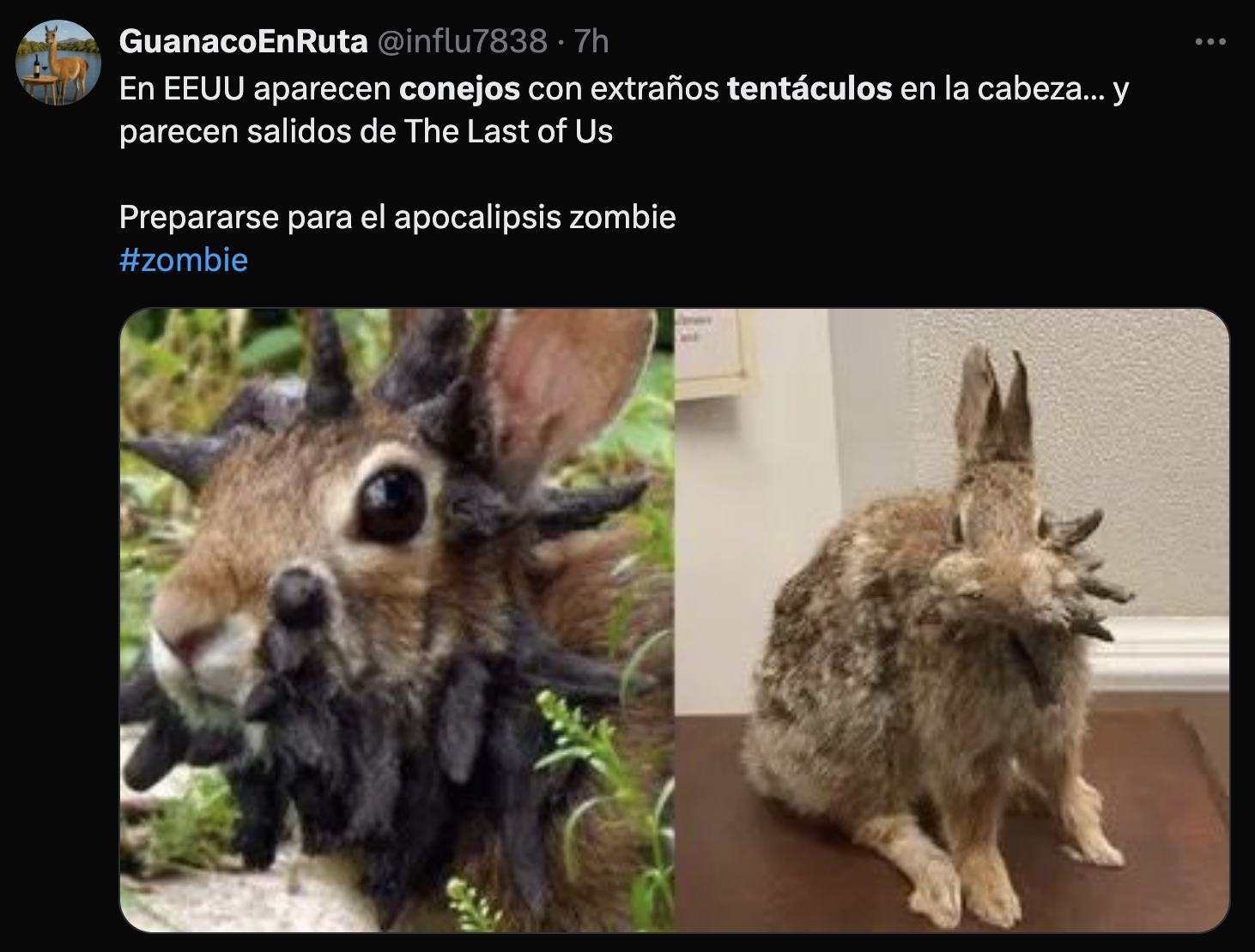 Conejos con tentáculos vistos en Estados Unidos