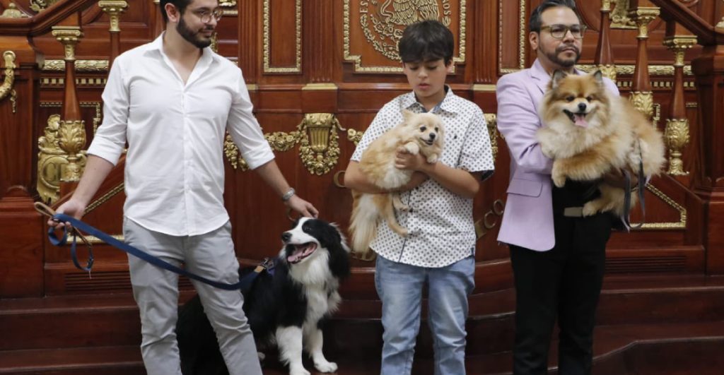 congreso-cdmx-aprueba-custodia-mascotas-divorcios-1