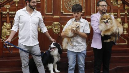 congreso-cdmx-aprueba-custodia-mascotas-divorcios-1