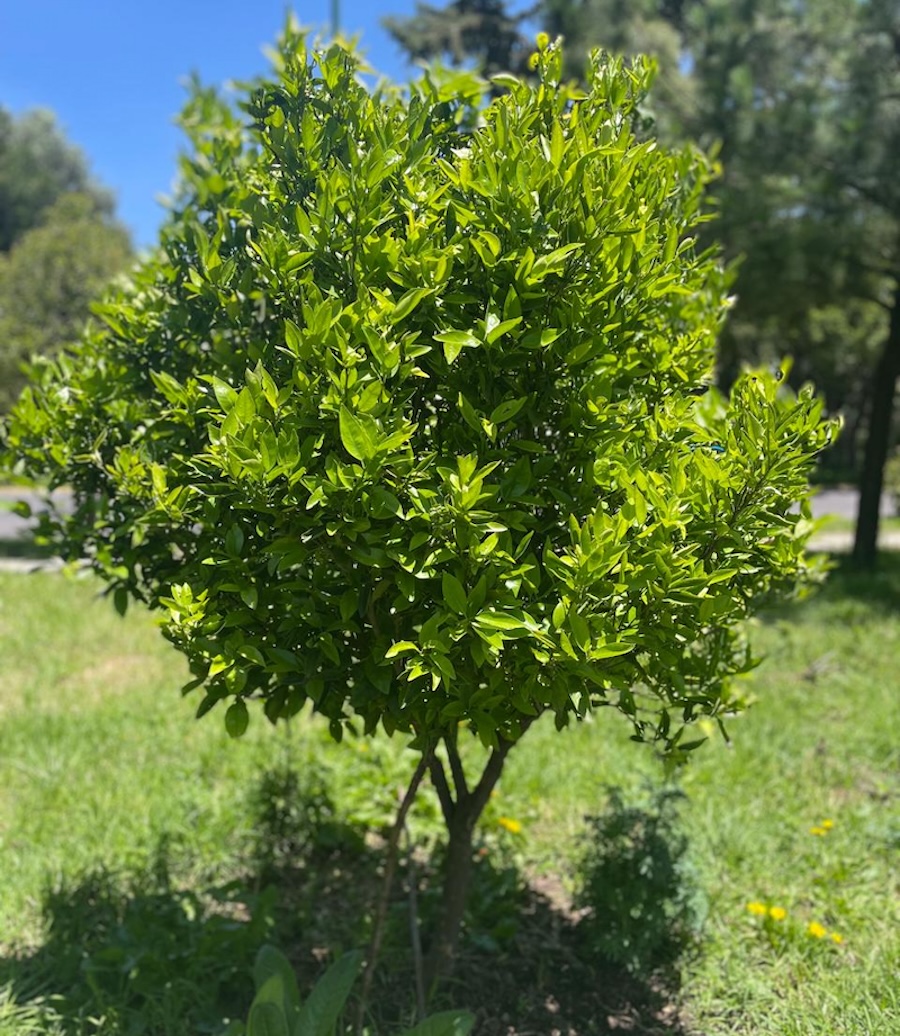 5 tips para plantar un árbol y que crezca feliz