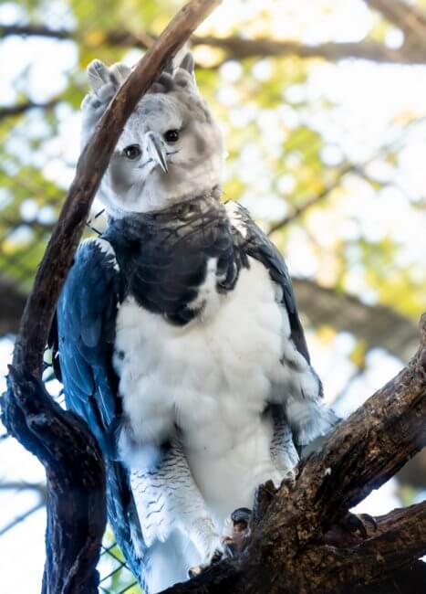 Apareció un ejemplar del águila arpía