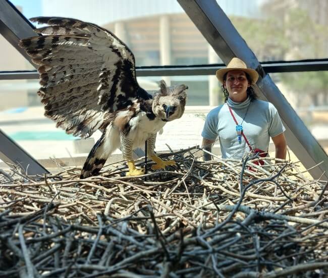 Apareció un ejemplar del águila arpía