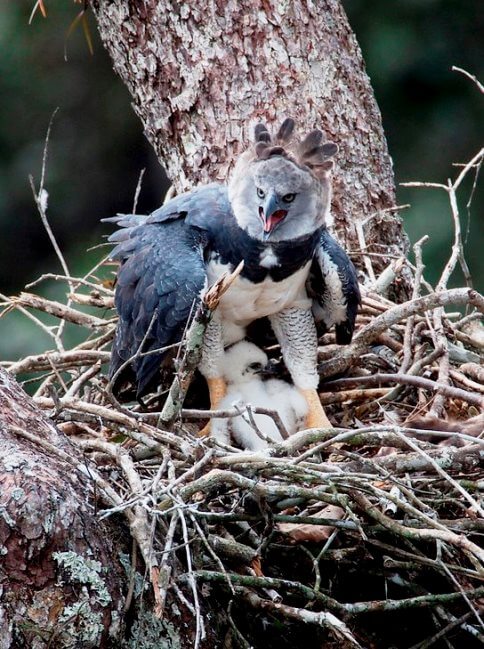Apareció un ejemplar del águila arpía