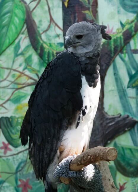 Apareció un ejemplar del águila arpía