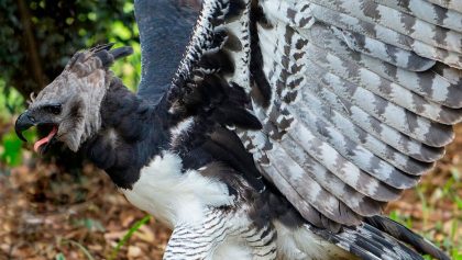 Apareció un ejemplar del águila arpía
