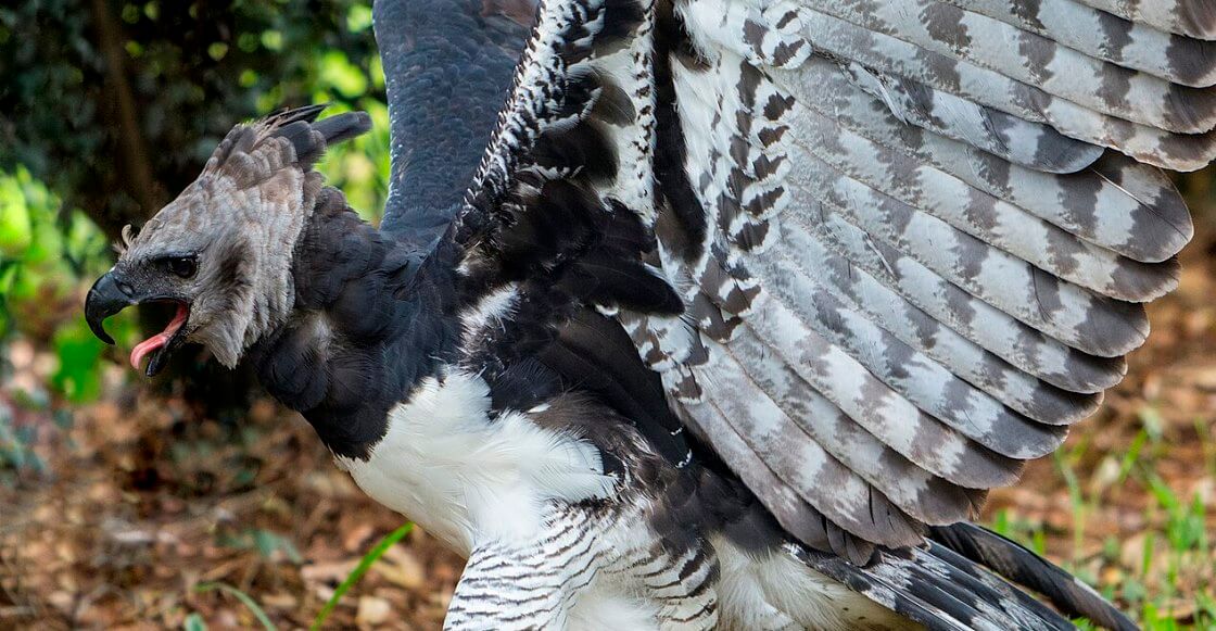 Apareció un ejemplar del águila arpía