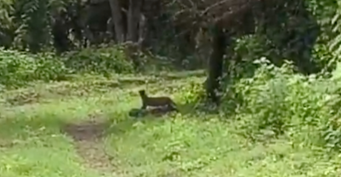 graban-primera-vez-yaguarundi-xochicalco-morelos-inah-1