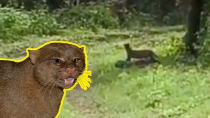 graban-primera-vez-yaguarundi-xochicalco-morelos-inah