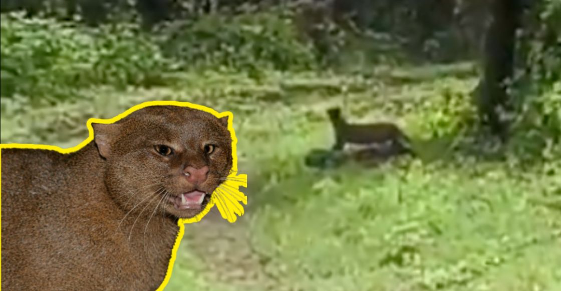 graban-primera-vez-yaguarundi-xochicalco-morelos-inah