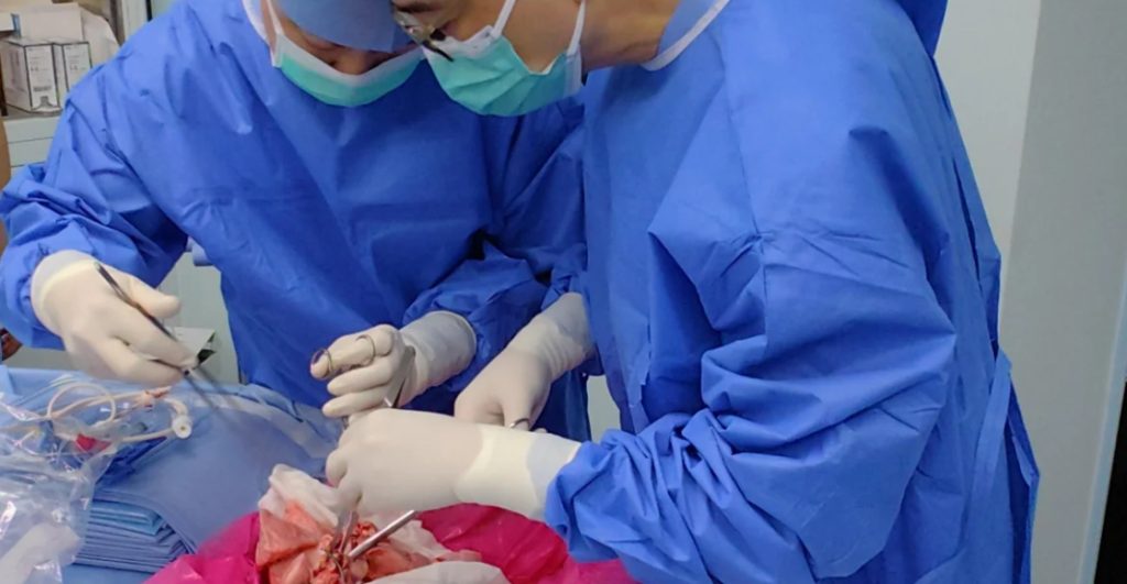 historico-trasplantan-pulmon-de-cerdo-a-humano-y-funciono