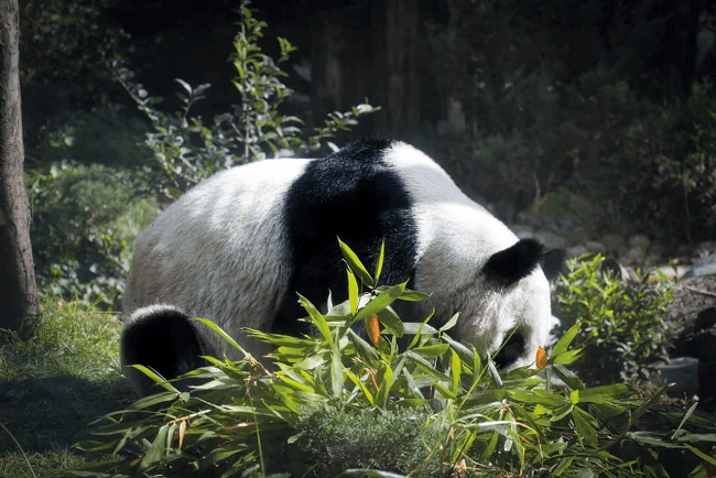 Pequeño homenaje a Xin Xin