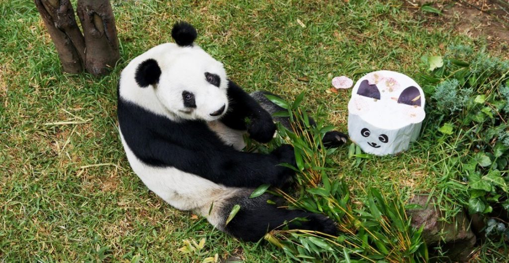 Pequeño homenaje a Xin Xin