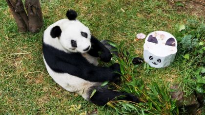 Pequeño homenaje a Xin Xin