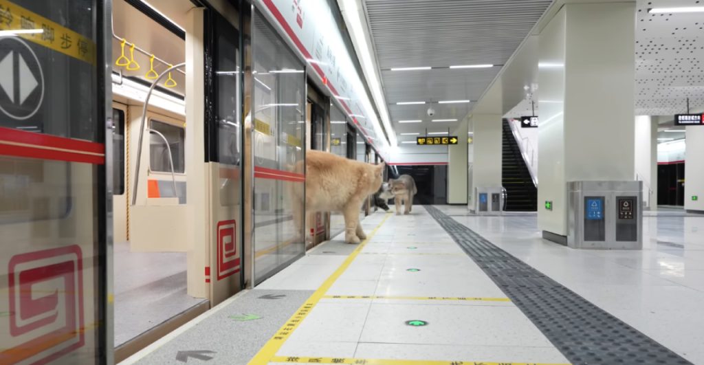 joven-chino-construye-metro-para-sus-gatos-1