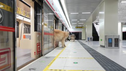 joven-chino-construye-metro-para-sus-gatos-1
