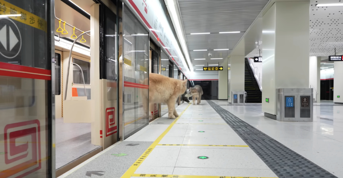 joven-chino-construye-metro-para-sus-gatos-1