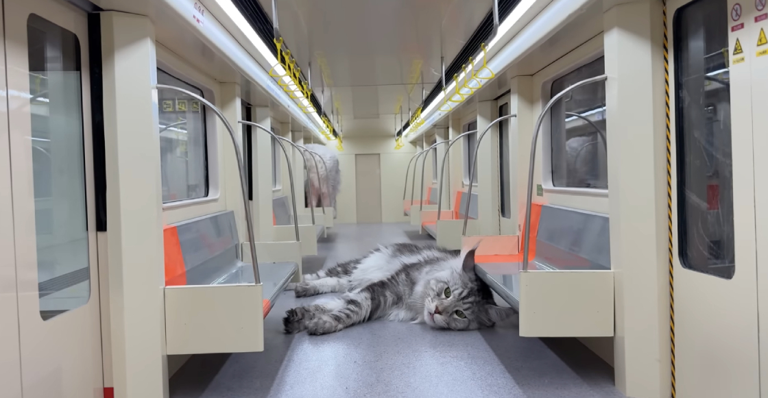 joven-chino-construye-metro-para-sus-gatos