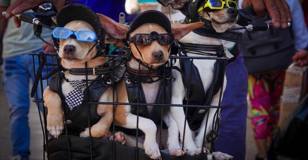 “No sabemos qué hacer con él”: La primera causa de muerte de perros en México