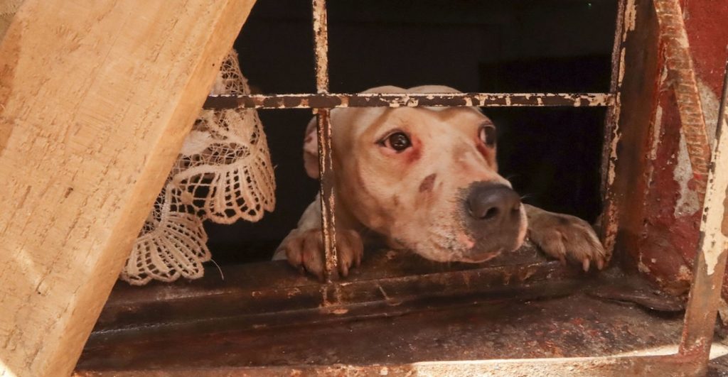 "No sabemos qué hacer con él": La primera causa de muerte de perros en México