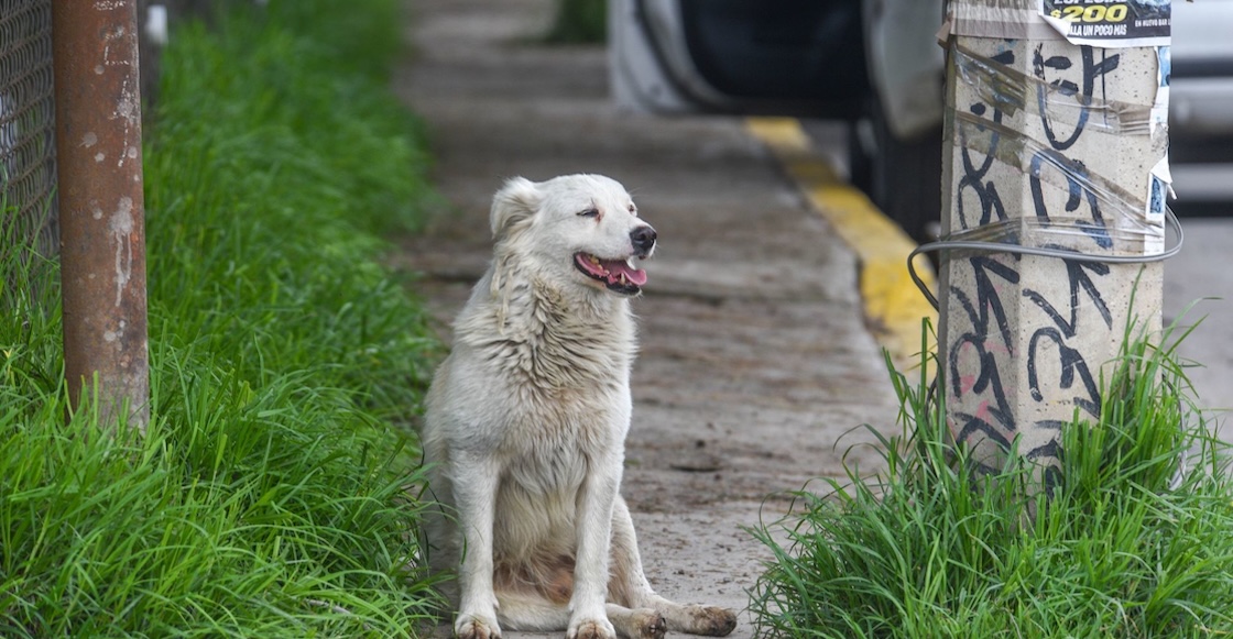 “No sabemos qué hacer con él”: La primera causa de muerte de perros en México 