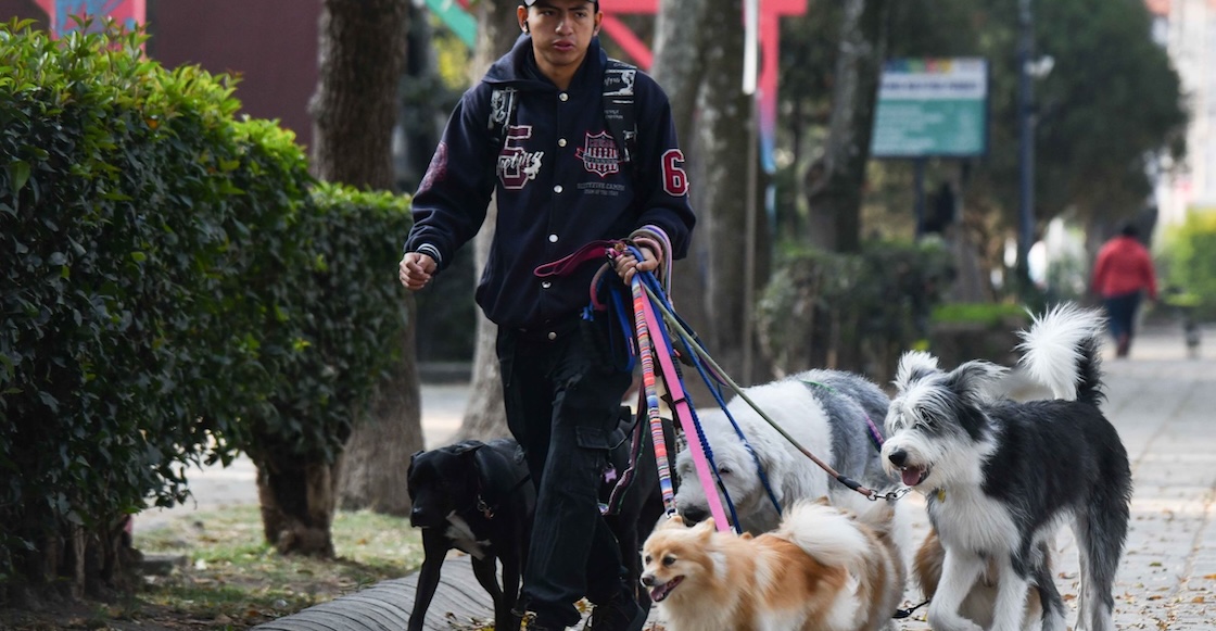 “No sabemos qué hacer con él”: La primera causa de muerte de perros en México 