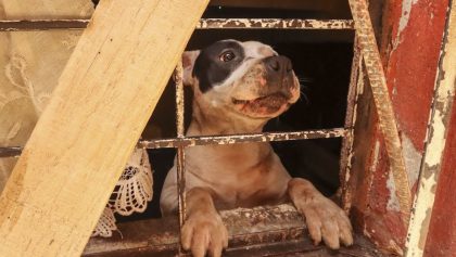 “No sabemos qué hacer con él”: La primera causa de muerte de perros en México