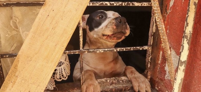 “No sabemos qué hacer con él”: La primera causa de muerte de perros en México