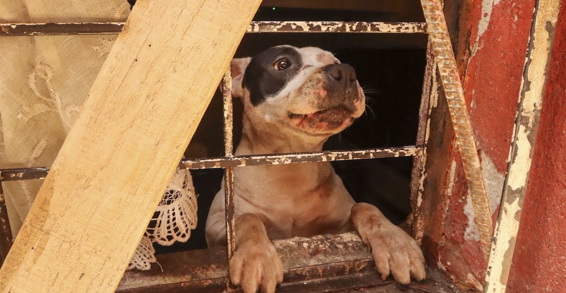 “No sabemos qué hacer con él”: La primera causa de muerte de perros en México