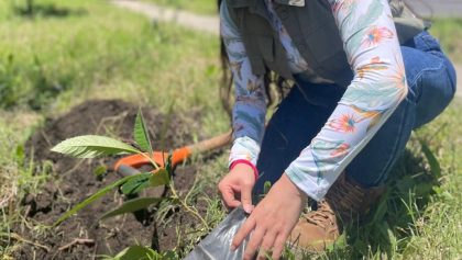 5 tips para plantar un árbol y que crezca feliz: Cómo y dónde plantarlos