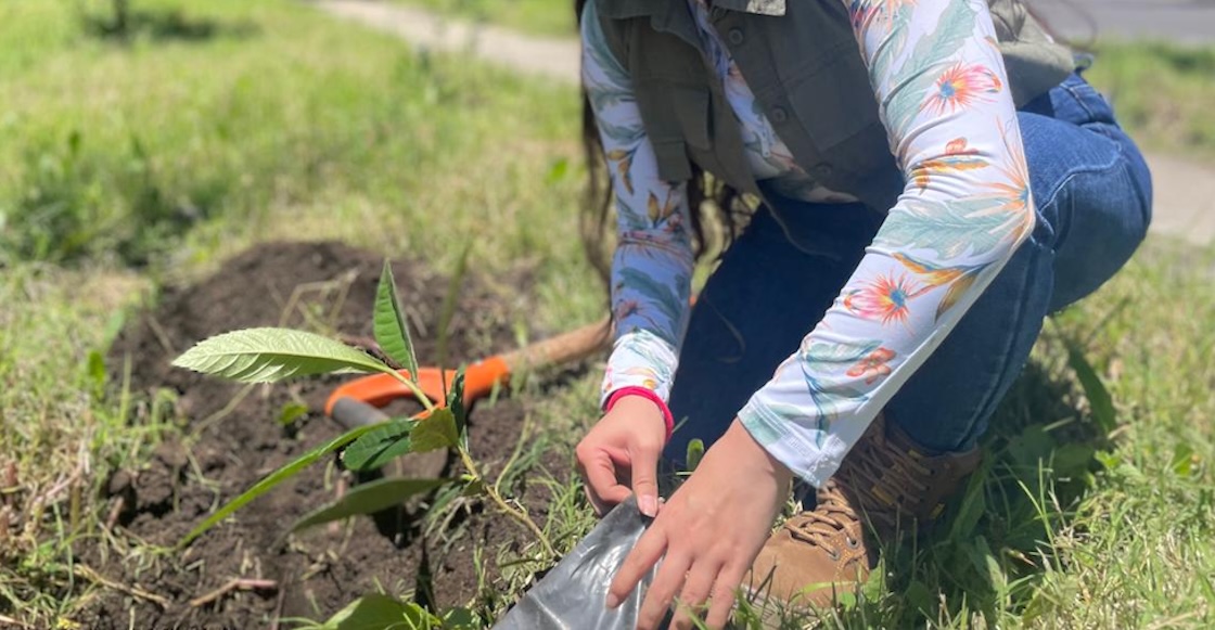 5 tips para plantar un árbol y que crezca feliz: Cómo y dónde plantarlos