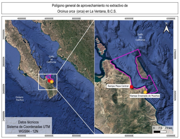 semarnat-aprueba-nado-con-orcas-en-baja-california-sur-2