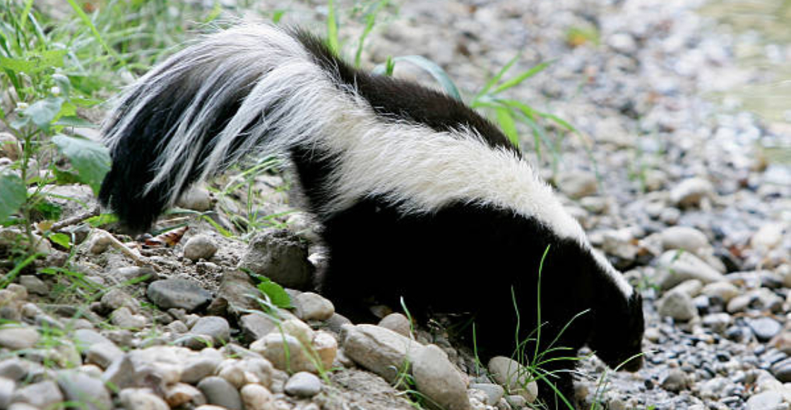 zacatecas-registra-primer-caso-rabia-en-casi-40-anos