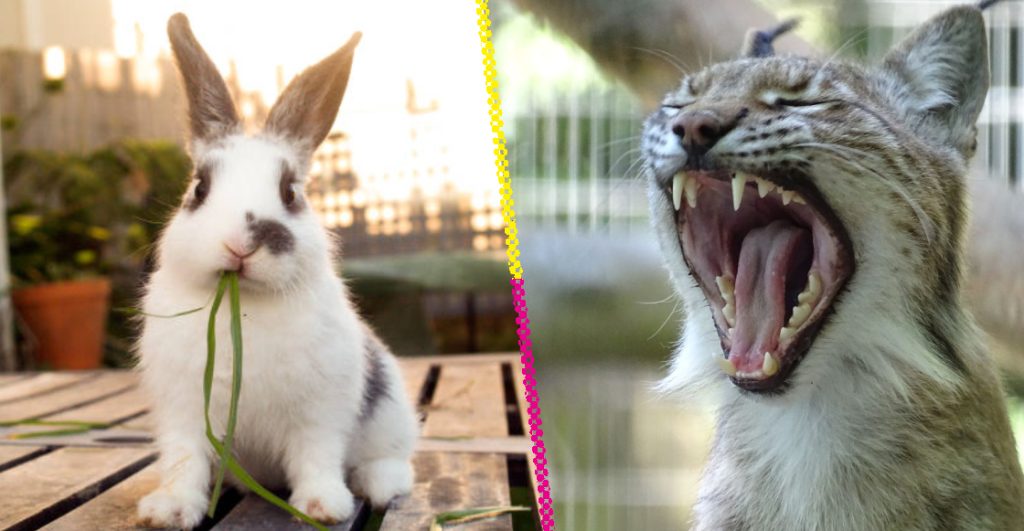 zoologico-dinamarca-pide-donacion-mascotas-vivas-alimento-depredadores