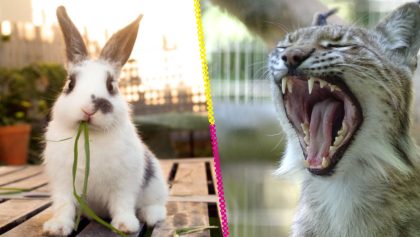 zoologico-dinamarca-pide-donacion-mascotas-vivas-alimento-depredadores