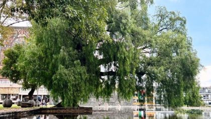 Los árboles más altos de la CDMX