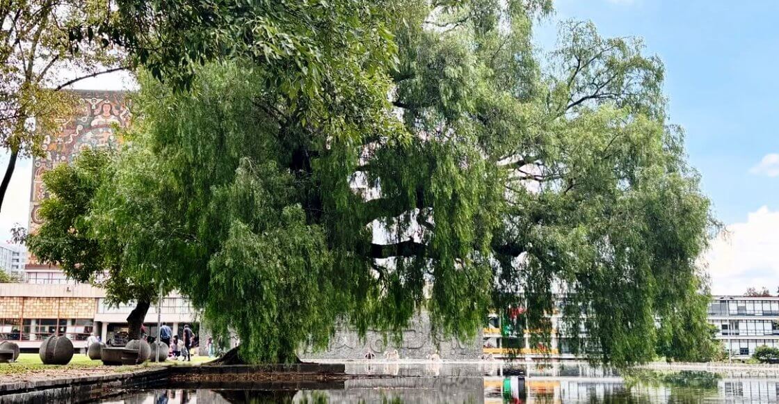 Los árboles más altos de la CDMX