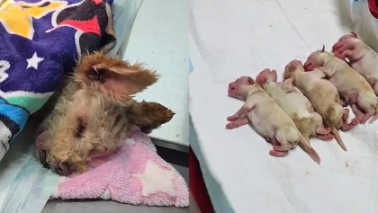 'Cerecita' y sus 5 cachorros se recuperan tras la explosión en el Puente de la Concordia