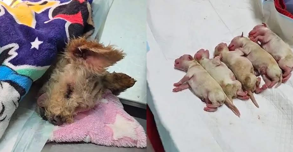 'Cerecita' y sus 5 cachorros se recuperan tras la explosión en el Puente de la Concordia