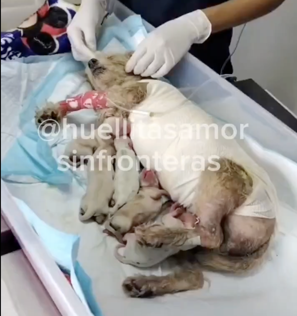 Cerecita la perrita sobreviviente a la explosión de la pipa en el Puente de la Concordia