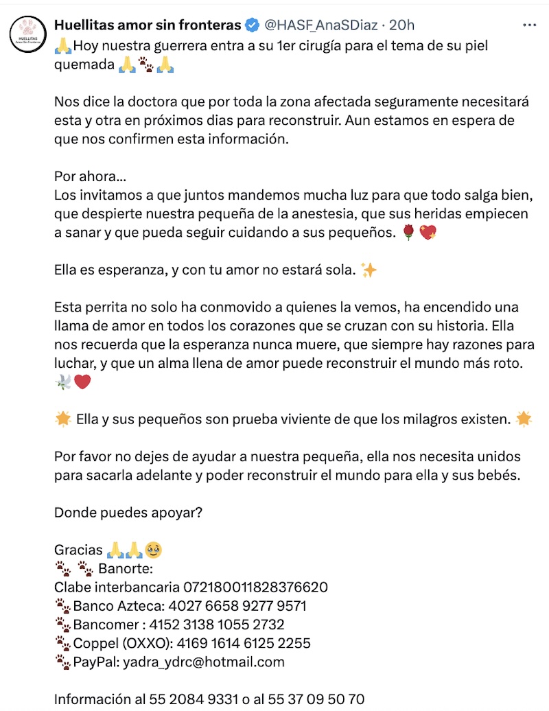 Una lucha por Cereza y su camada que sobrevivieron a la explosión en Iztapalapa 