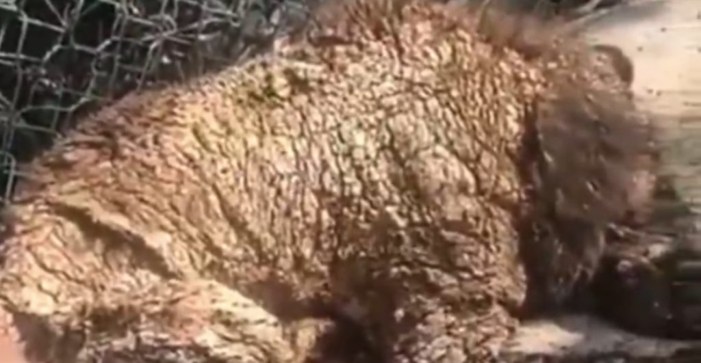 denuncian-malas-condiciones-osa-zoologico-nuevo-leon