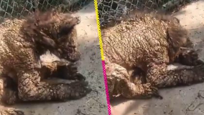 denuncian-malas-condiciones-osa-zoologico-nuevo-leon-destacada