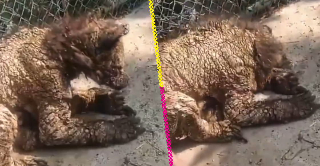 denuncian-malas-condiciones-osa-zoologico-nuevo-leon-destacada