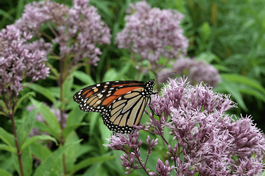 ¿Cómo hacer un jardín polinizador en casa?