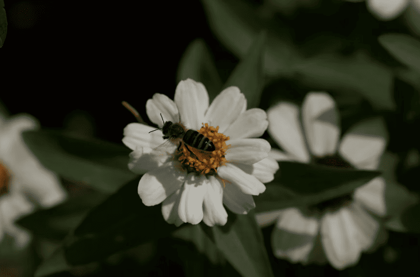¿Cómo hacer un jardín polinizador en casa?