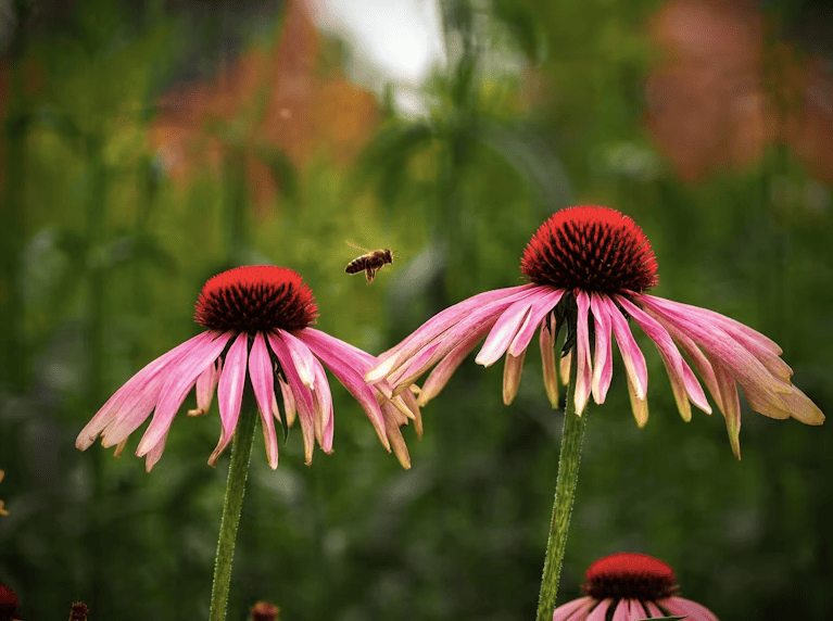 ¿Cómo hacer un jardín polinizador en casa?