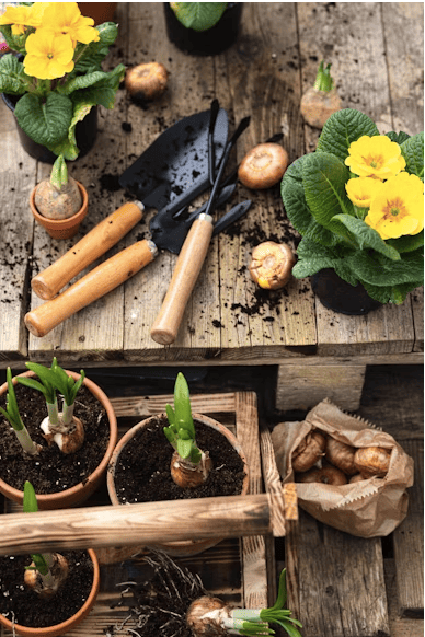 ¿Cómo hacer un jardín polinizador en casa?