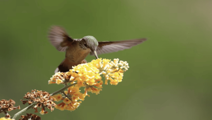 ¿Cómo hacer un jardín polinizador en casa?