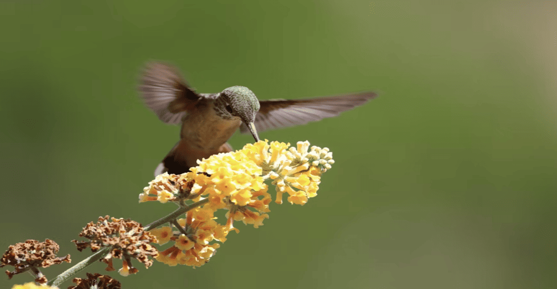 ¿Cómo hacer un jardín polinizador en casa?
