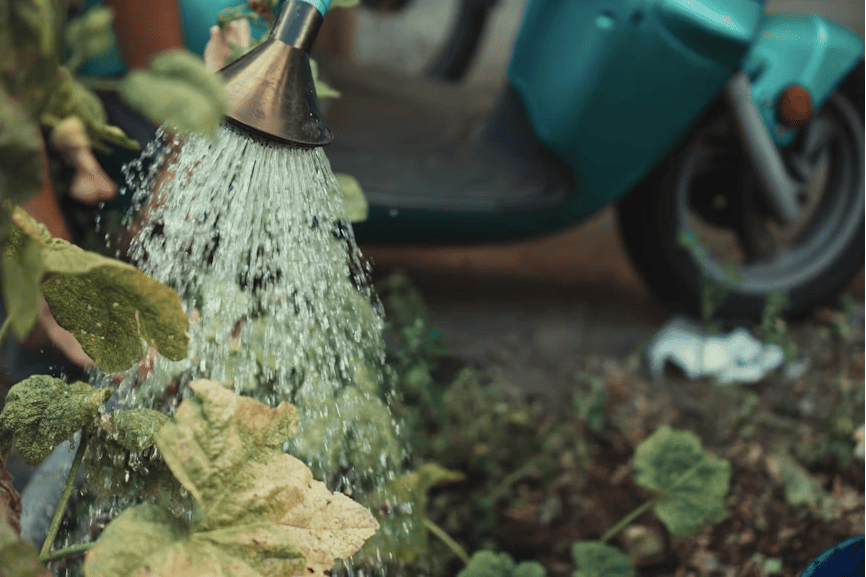 ¿Cómo hacer un jardín polinizador en casa?